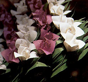 hanaeshiki-flower-kakitsubata.jpg (39535 �o�C�g)