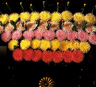 hanaeshiki-flower-kiku.jpg (43144 �o�C�g)