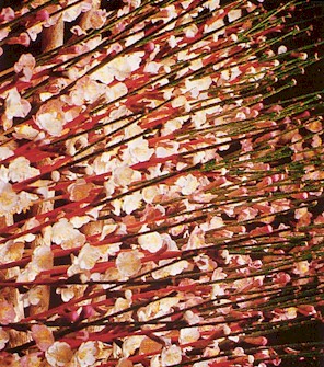 hanaeshiki-flower-ume.jpg (68532 �o�C�g)