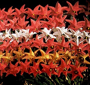 hanaeshiki-flower-yuri.jpg (53338 �o�C�g)